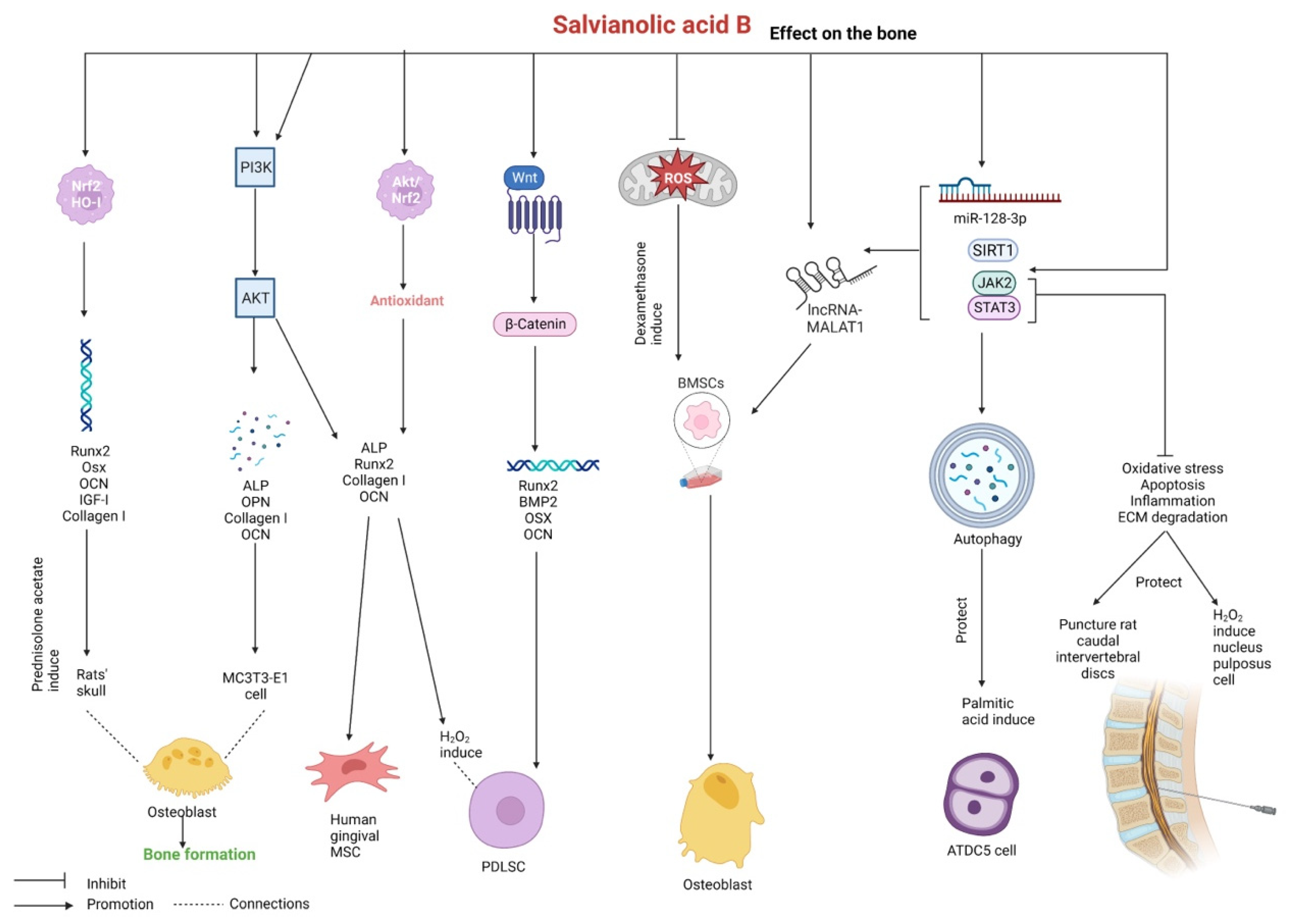 Salbutamol Pilule