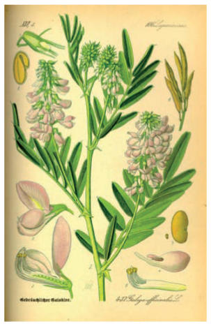 Où acheter du metformin
