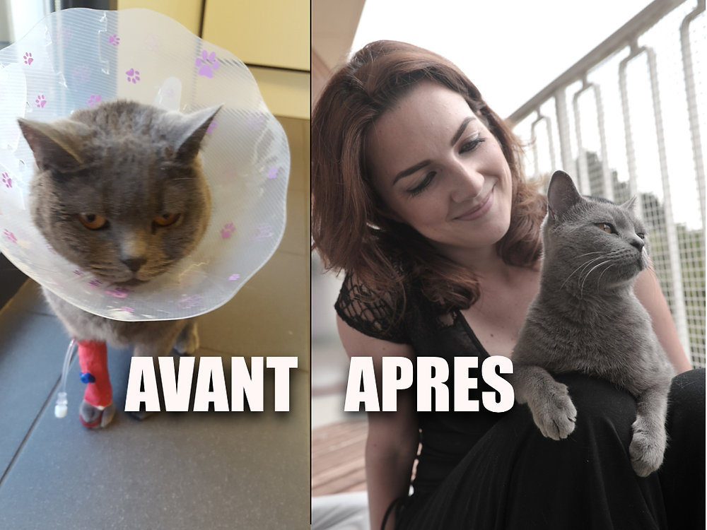 Acheter amoxicilline pour chat