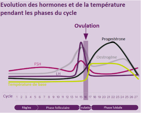 Oestrogènes conjugués le moins cher