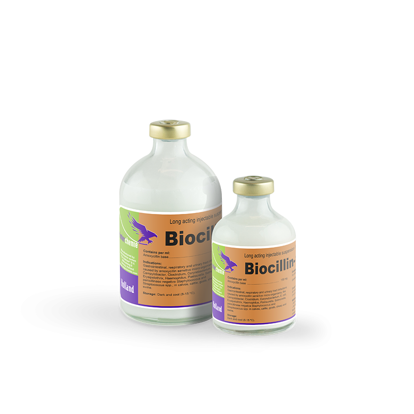 Amoxicilline pour chien prix