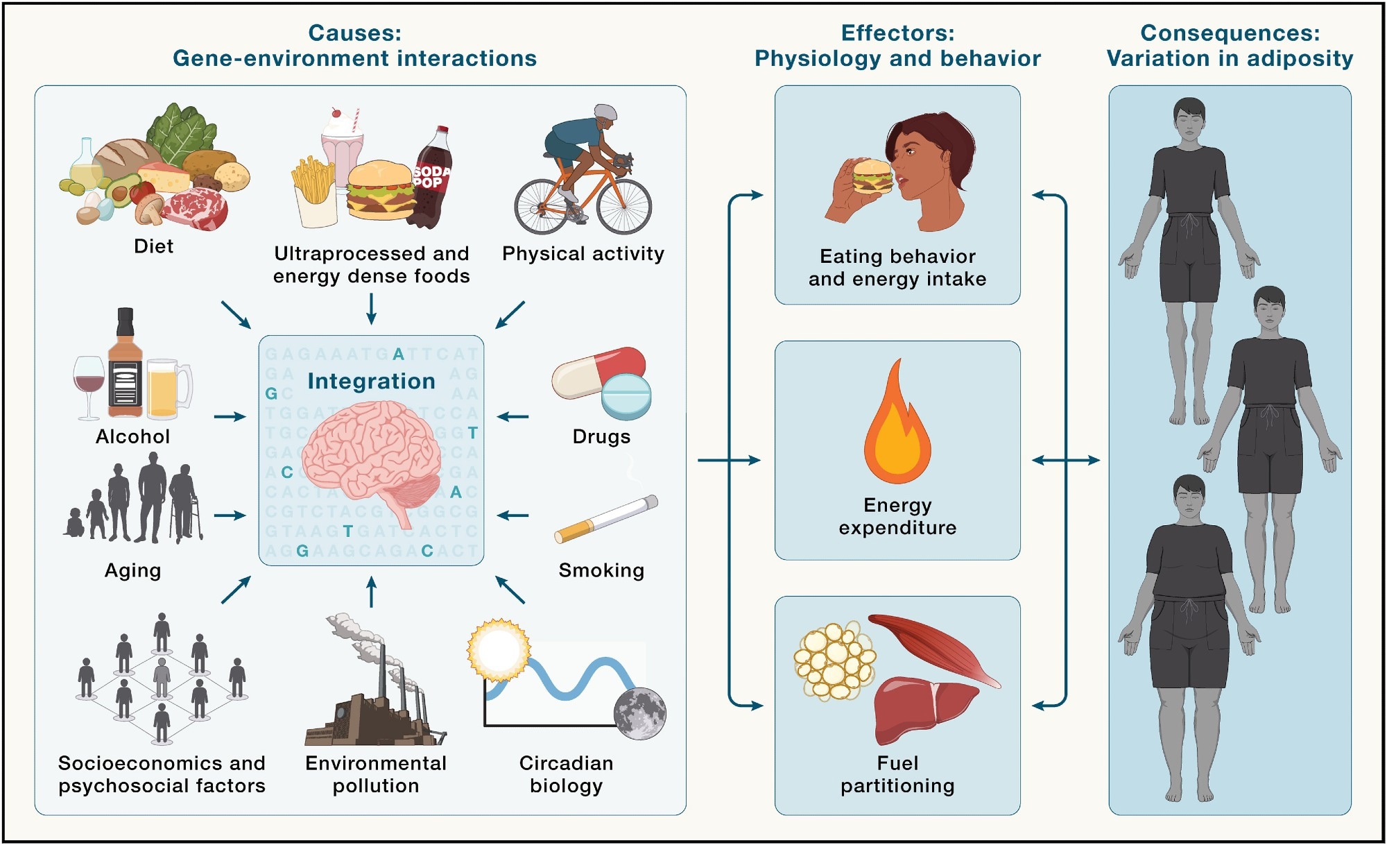 Commander phentermine