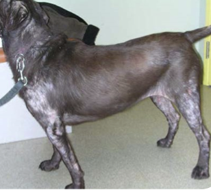 Ivermectine chien acheter