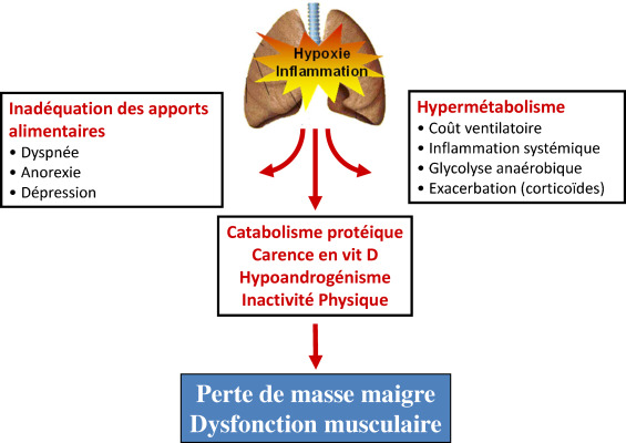 Coût Du Prednisolone