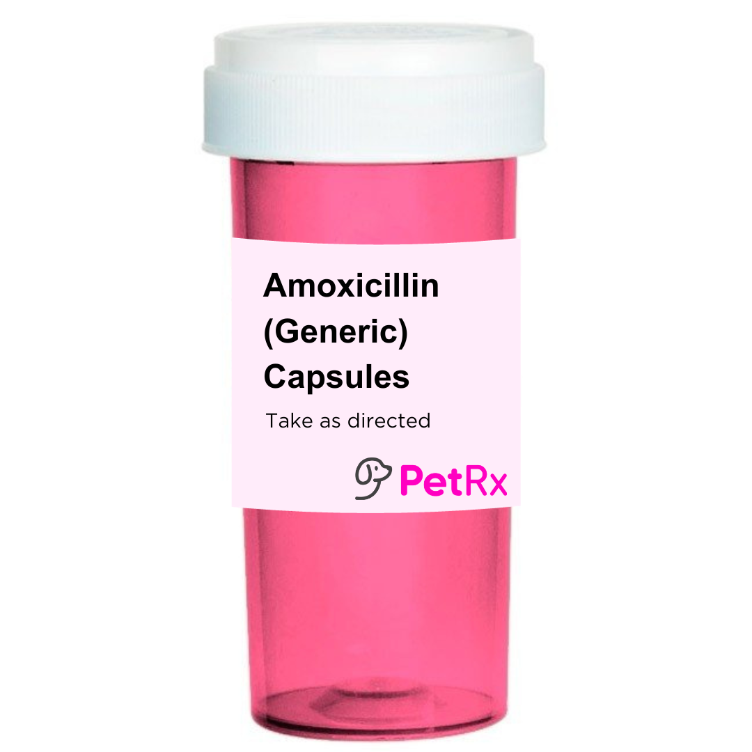 Amoxicillin générique