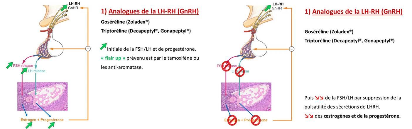 Comment Acheter Du Tamoxifène