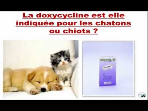 Doxycycline pour chat prix