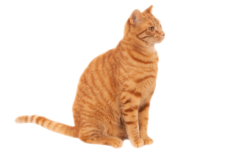 Acheter doxycycline chat