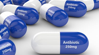 amoxicilline pour chien prix