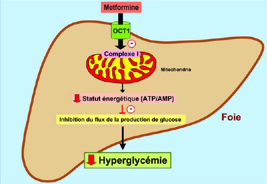 Metformine pilules