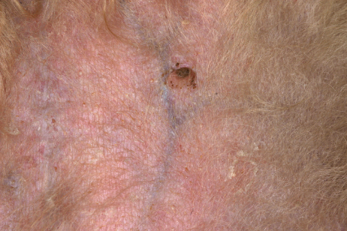 Prednisolone Comment Acheter