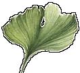 propranolol pilule de loubli