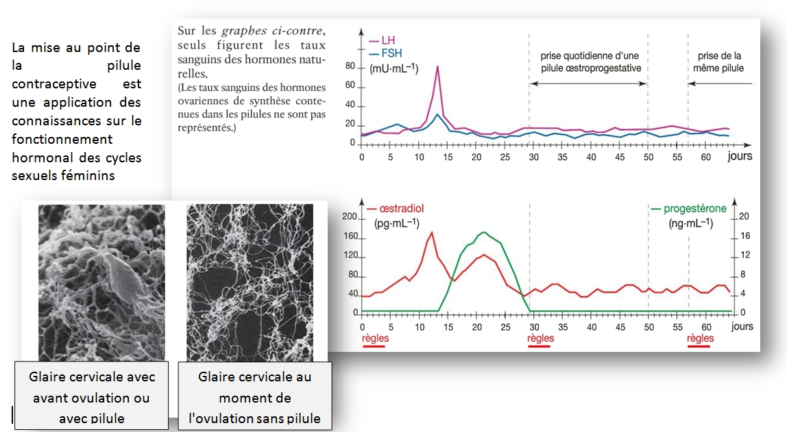 Valacyclovir pilules